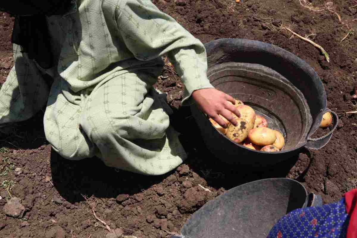 Braccianti agricoli ridotti in schiavitù, caporali denunciati