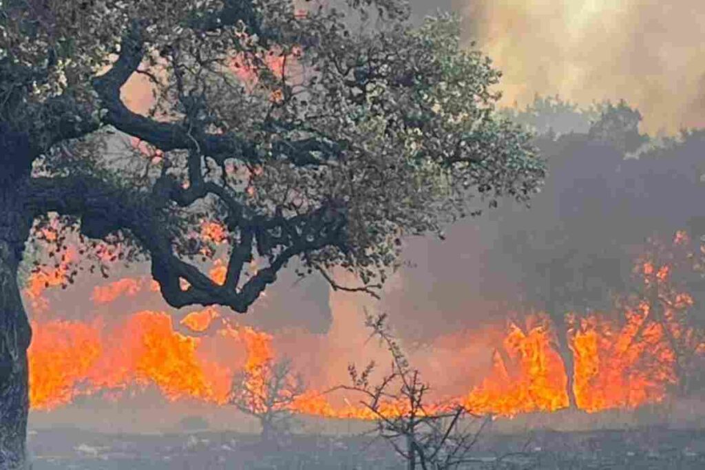 In sei mesi in Italia sono stati rilevati 615 incendi forestali: in fiamme 221 km2 di boschi