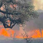 In sei mesi in Italia sono stati rilevati 615 incendi forestali: in fiamme 221 km2 di boschi