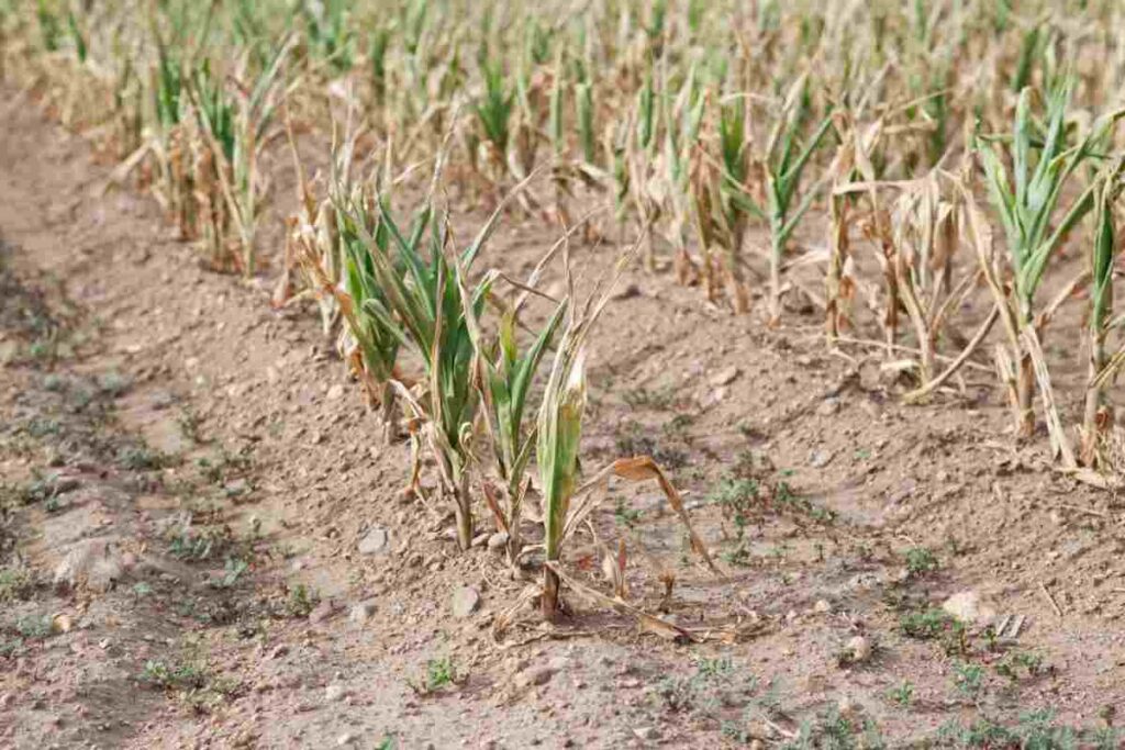 Siccità in agricoltura, l'allarme ANBI